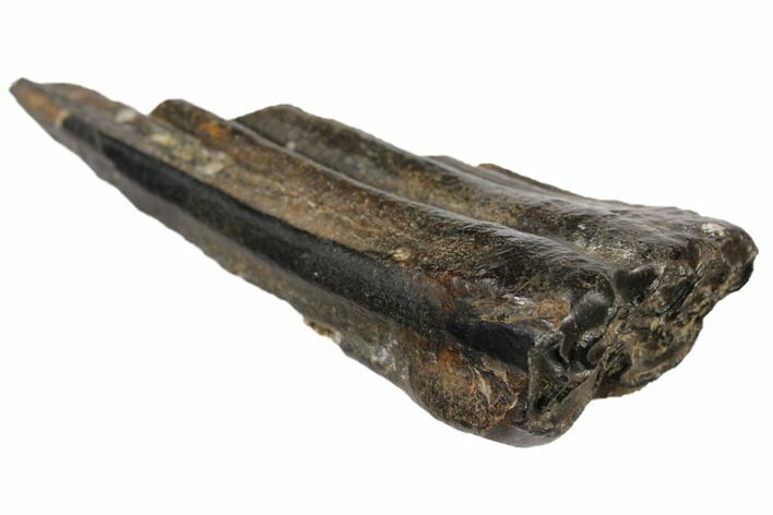 Pleistocene Aged Fossil Horse Tooth - Florida #122594